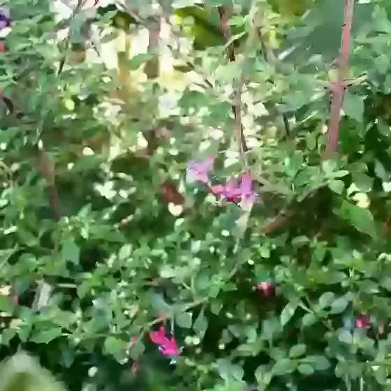 Fuchsia x Bacillaris